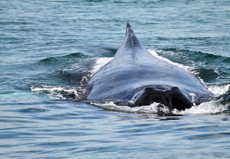 Walvisrug boven het water bij schiereiland Azuero - Panama