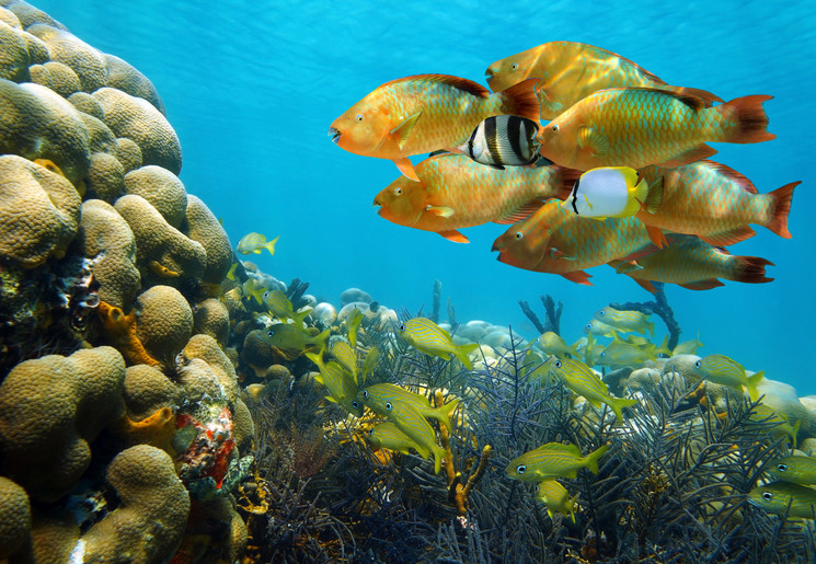 Beste plekken om te snorkelen in Costa Rica