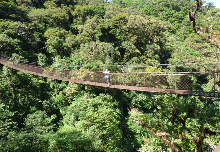 Wandelen over de hangbruggen tussen de bomen in Boquete
