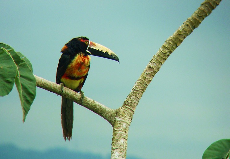 Toucanette: de Aracari vogel