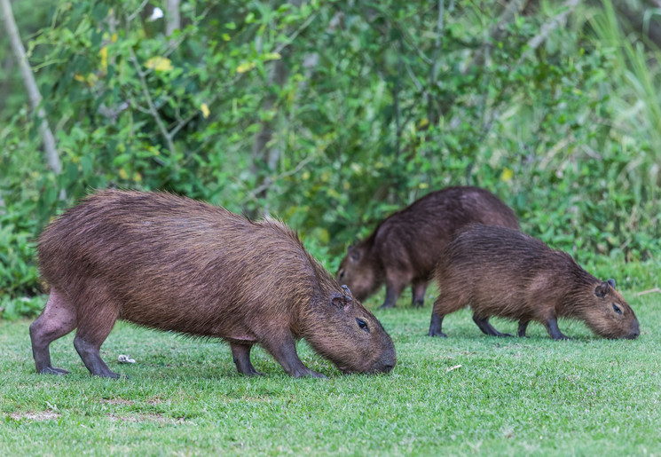 Zoek capibara’s en krokodillen in de nacht