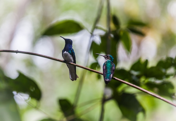 Vogels spotten in Gamboa in Panama Vogels spotten in Gamboa in Panama