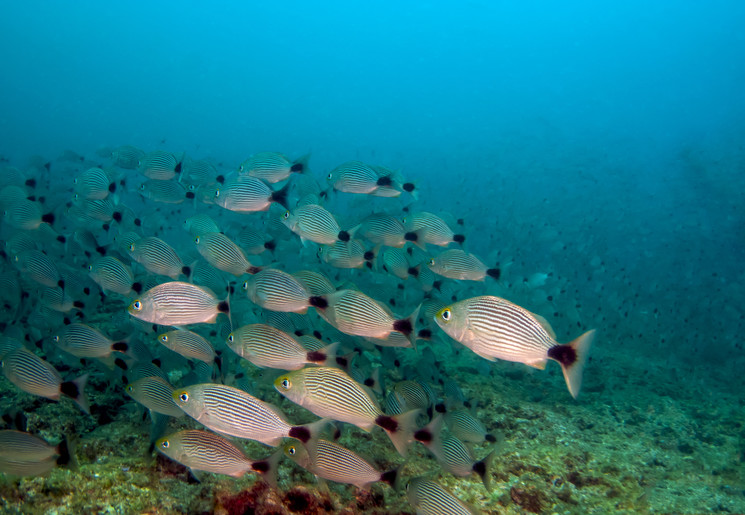 Pearl island vissen, Panama