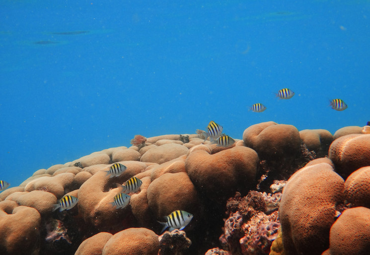 Ontdek de onderwaterwereld van de San Blas-eilanden