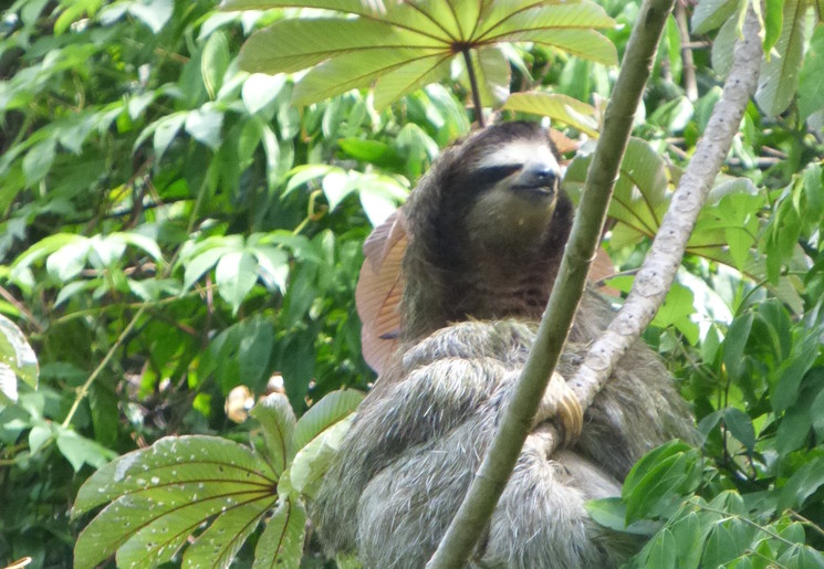 Panama-Valle-de-Anton-4_1_360931