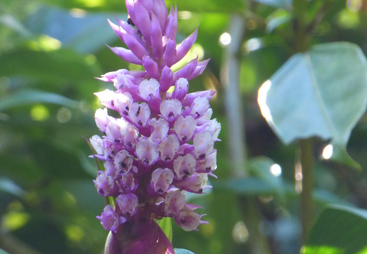 Bloemen bij Cerro Punta, Volcán - Panama