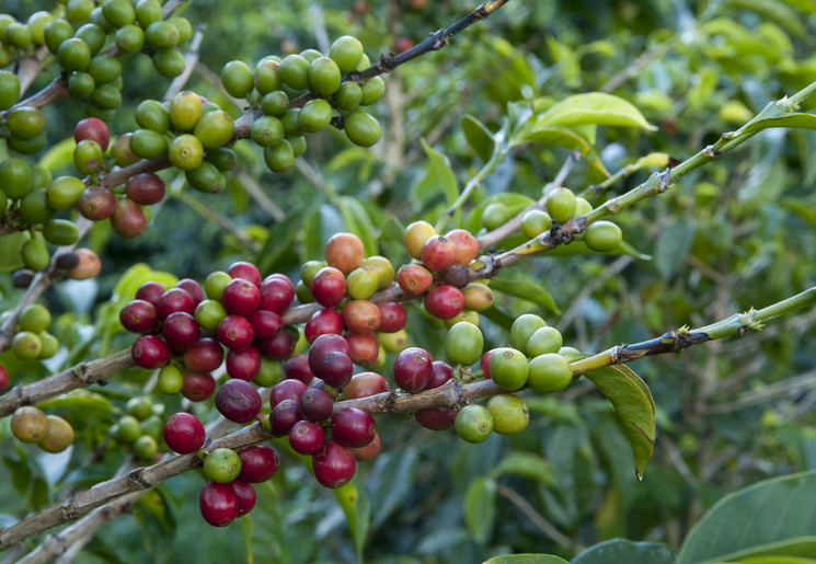 Rode koffiebonen bij Volcán - Panama