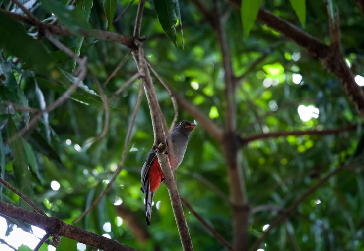 Trogon in panama