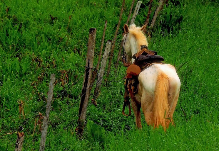 Paardrijden in Panama