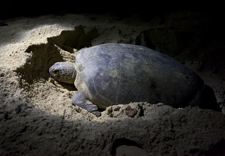 Zeeschildpad op het strand in de nacht - Panama