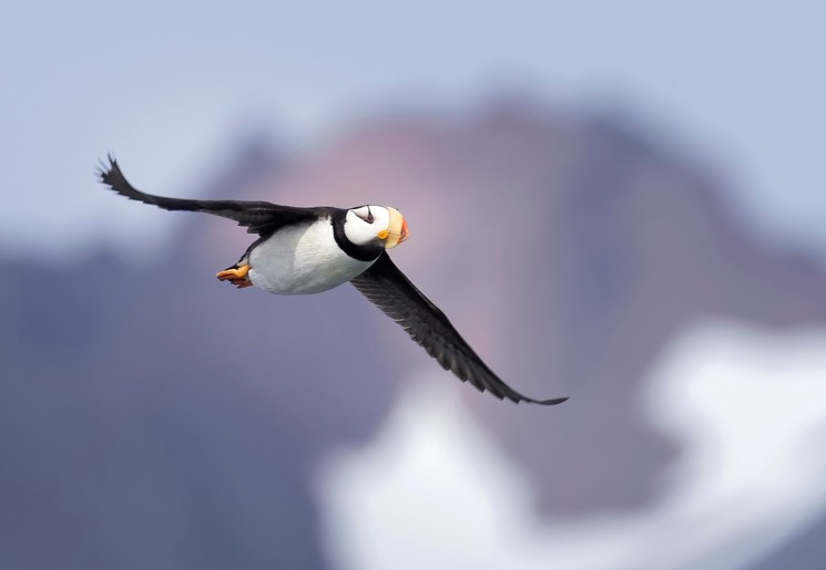 Papegaaiduiker, Alaska, Amerika