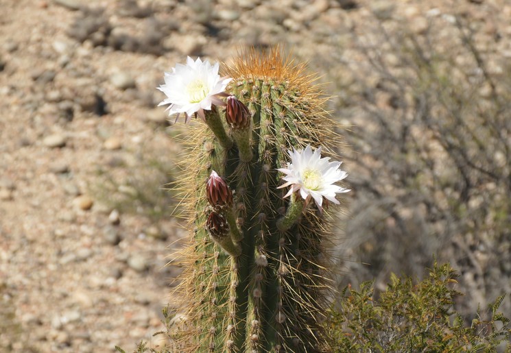Ischigualasto National Park, Argentinië