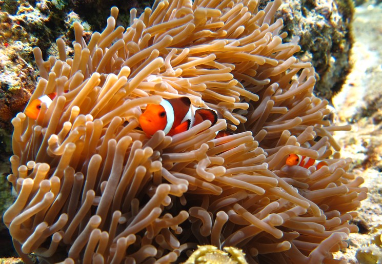 Nemo vissen bij Menjangan voor de kust van Pemuteran