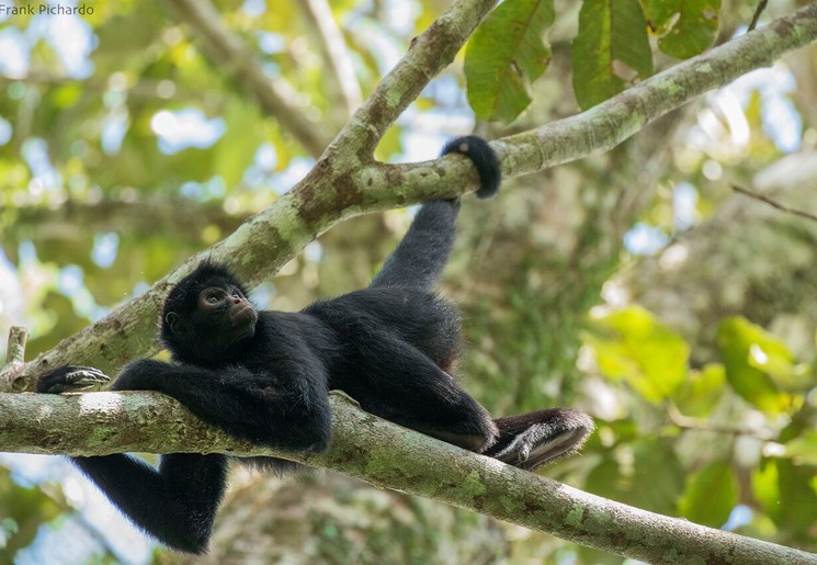 Aap in de jungle in Tambopata, Peru