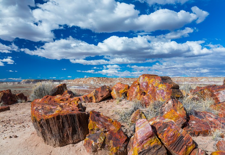 Versteende bomen in Petrified Forest National Park, Amerika