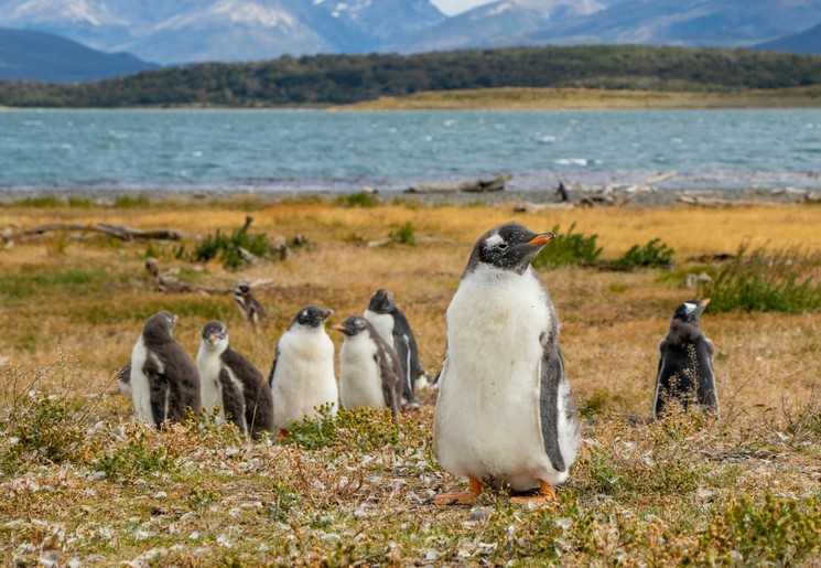 Spot pinguïns bij Punta Tombo in Argentinië