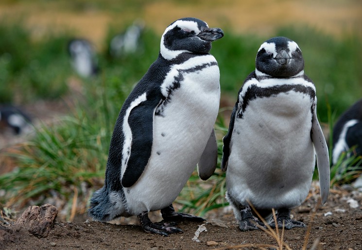 Spot pinguïns bij Punta Tombo in Argentinië
