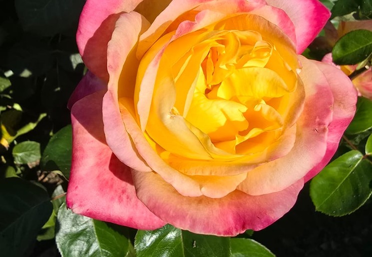 International Rose Test Garden, Portland