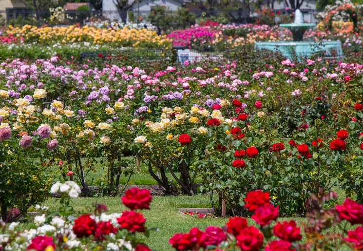 International Rose Test Garden, Portland