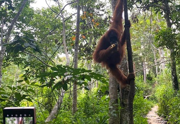 Poserende oerang oetan in Bukit Lawang, Sumatra