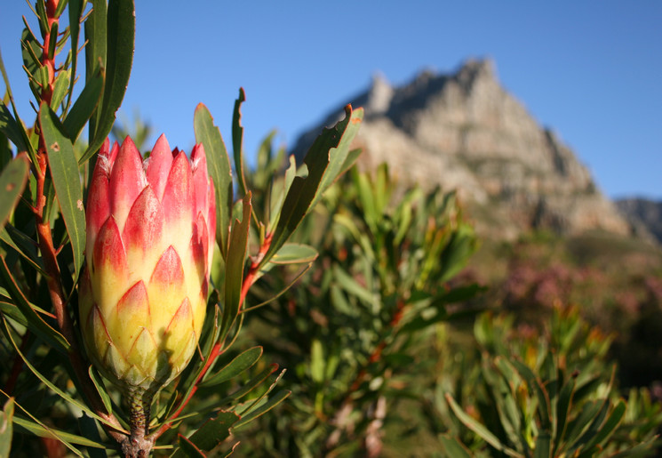 Protea_op_de_Tafelberg_Kaapstad_Zuid_Afrika_iStock_000000882706_342082(10)