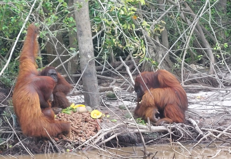 Orang-oetans in Pulau Kaja, Kalimantan Orang-oetans in Pulau Kaja, Kalimantan