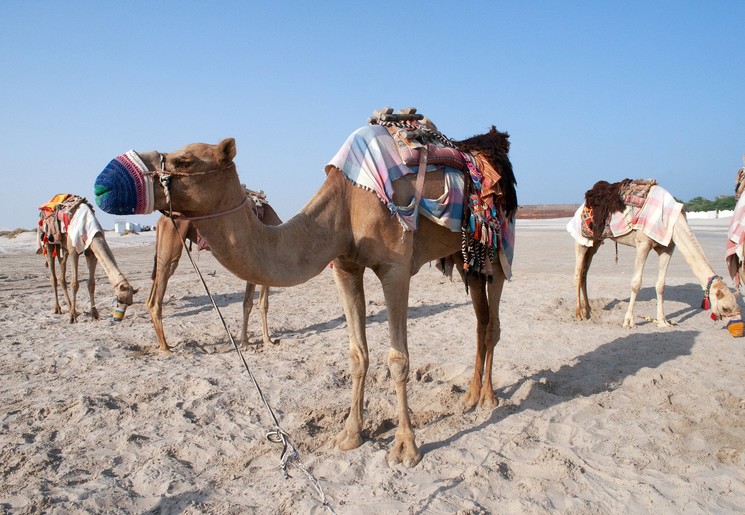 Tips voor een reis naar Qatar