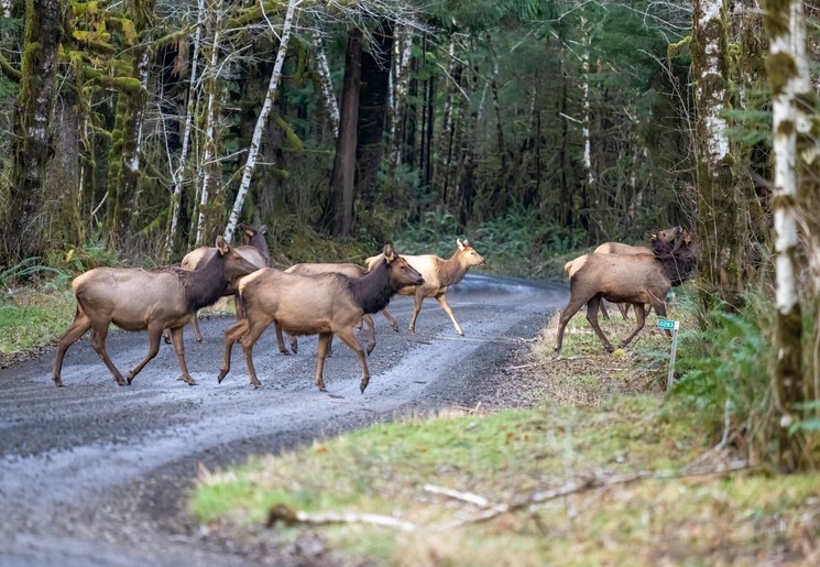 Overstekende herten in Olympic National Park, USA