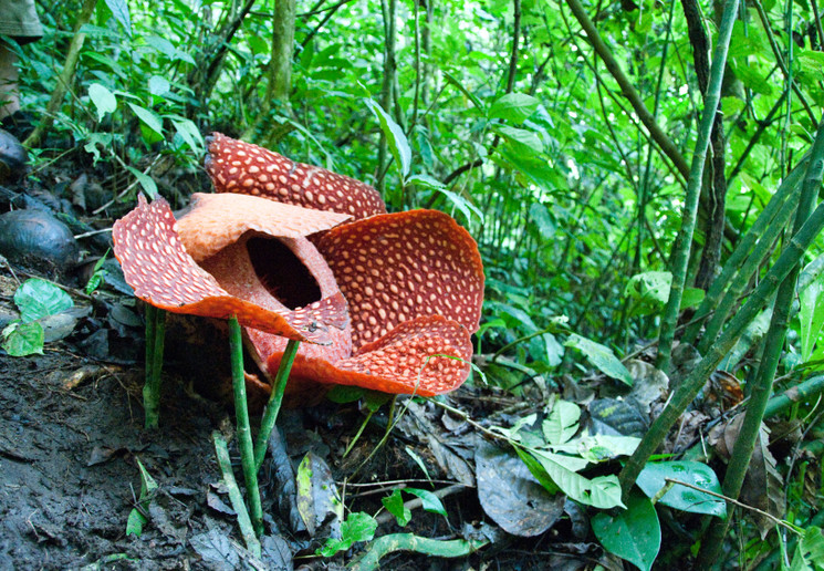 Spot met een beetje geluk de Rafflesia in Belum Rainforest Spot met een beetje geluk de Rafflesia in Belum Rainforest