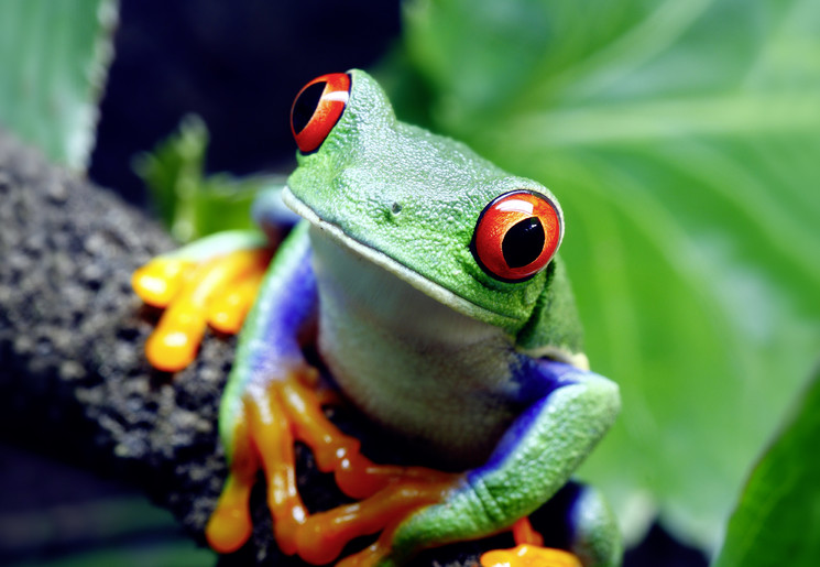 Red eye frog Costa Rica