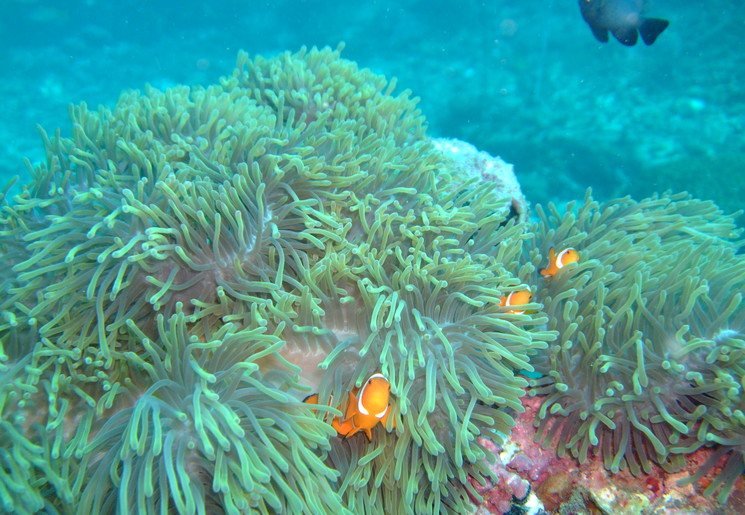Onderwaterwereld Redang