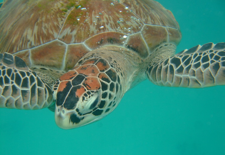 Redang-onderwaterwereld-3_1_379491