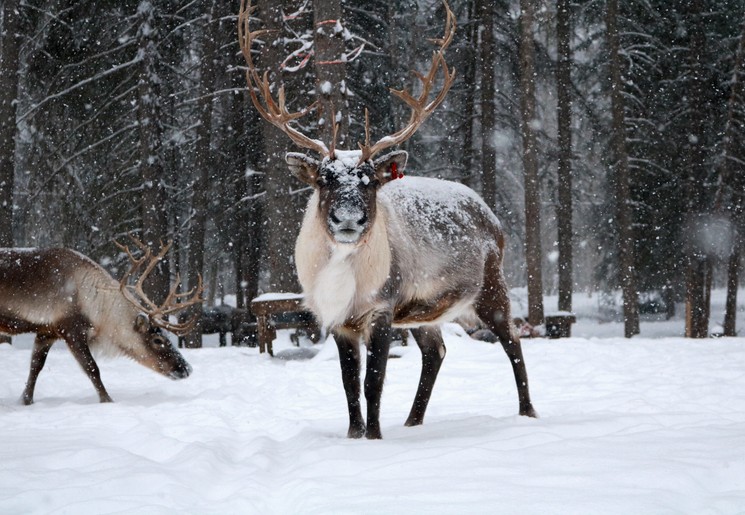 Rendier in de sneeuw in Alaska, Amerika