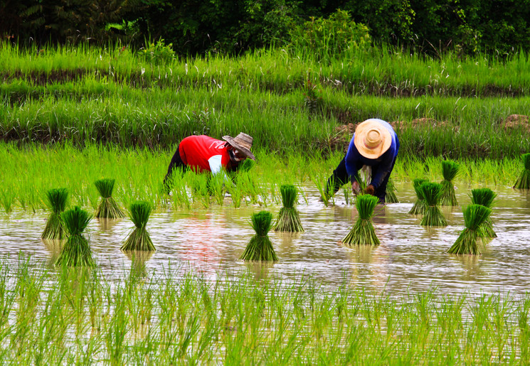 Rijstplukken_1_415862