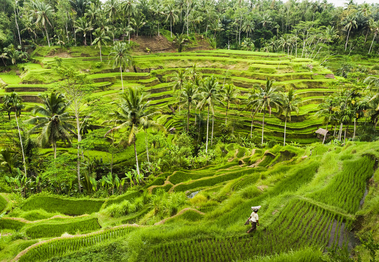 Wandelen in de rijstvelden van Indonesië