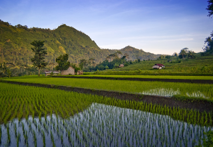 Rijstveld-Sidemen-Bali-9e8ad494(8)