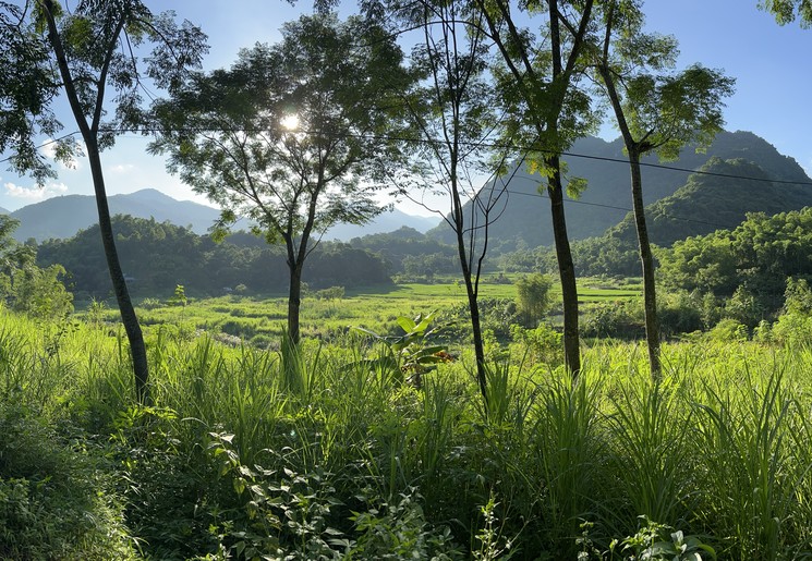 Rijstvelden Ninh Binh