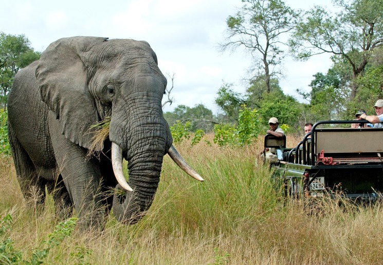 Spot olifanten van dichtbij tijdens een safari in Zuid-Afrika