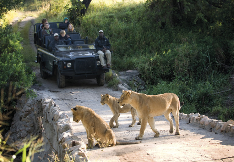 Sabi-Sands-leeuwen(8)