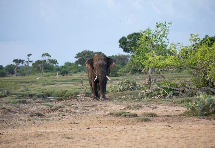 Olifanten in het wild in Bundala National Park, Sri Lanka
