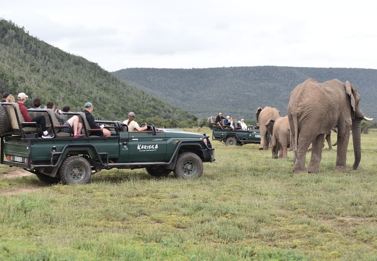 Safari in Kariega Private Game reserve