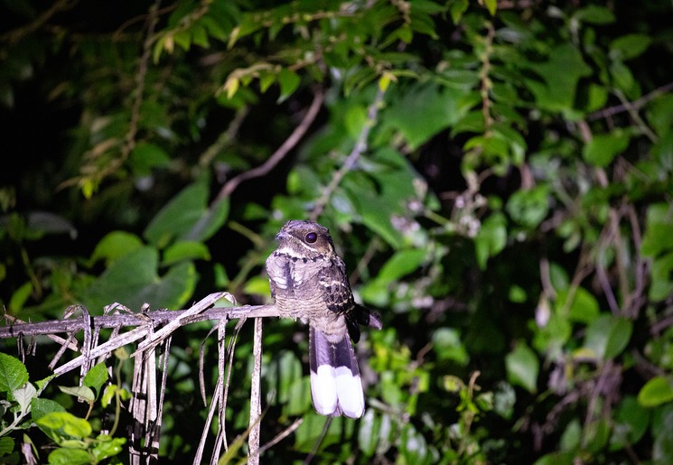 Dieren tijdens de nachtsafari bij Habarana