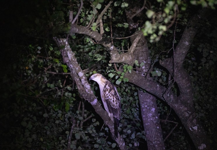 Dieren tijdens de nachtsafari bij Habarana