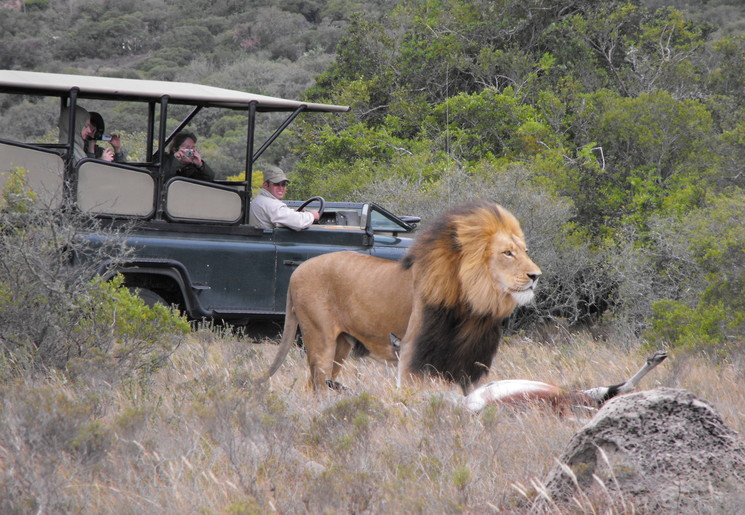Big Five spotten in Amakhala Game Reserve, Zuid-Afrika