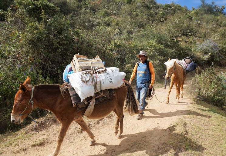 De muilpaarden dragen uw bagage in Peru