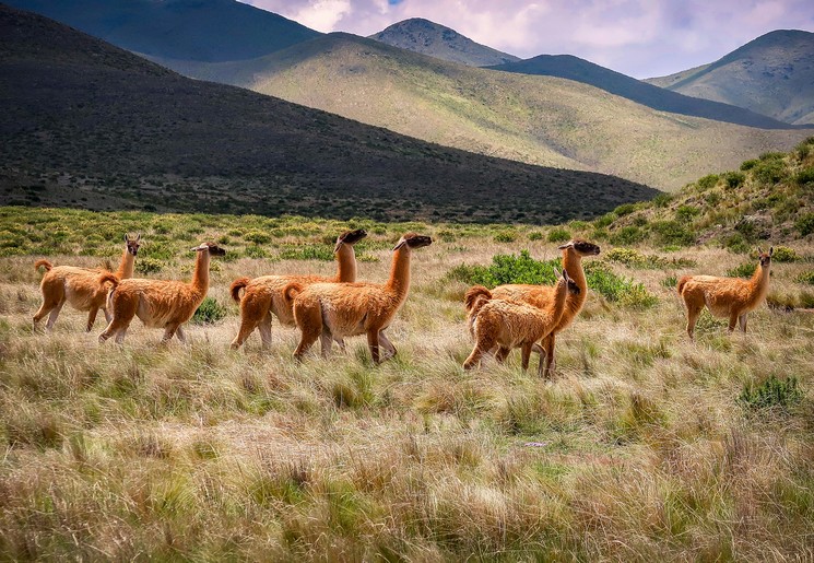 Alpaca's in de buurt van Salta, Argentinië