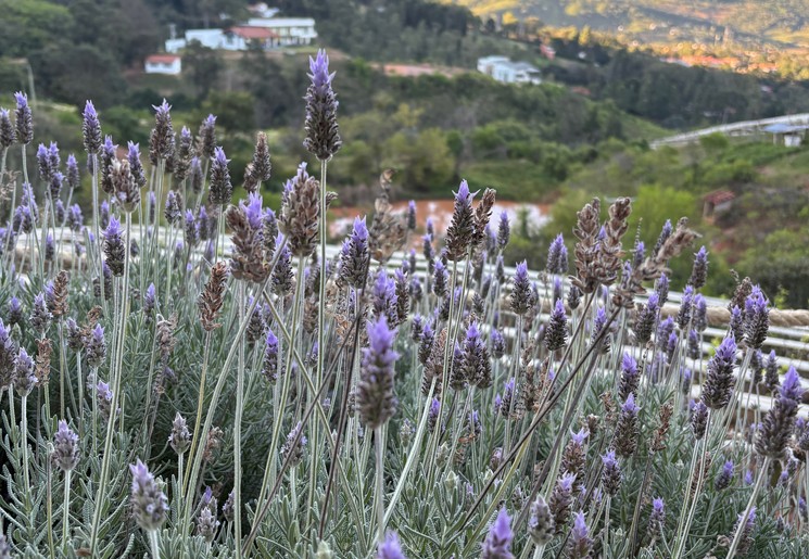 Een wijngaard bij Samaipata
