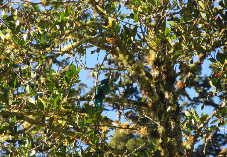 San-Gerardo-de-Dota-quetzal-3-kopie(6)