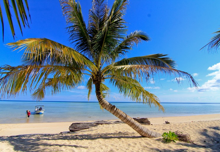 Palmbomen in Indonesië