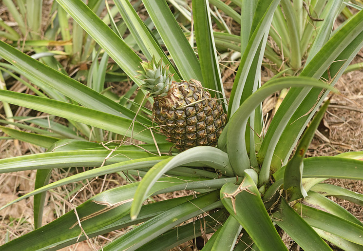 Ananasplantage bij Sarapiqui